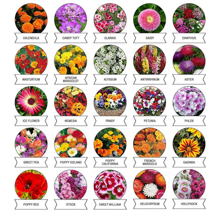 20-in-1 flower seed variety pack for diverse garden plantings