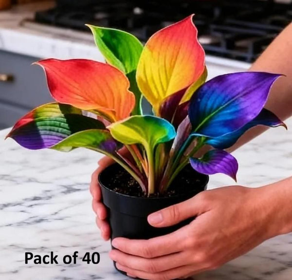 Product placeholder